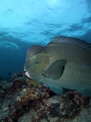 Bumphead parrotfish at cleaning station taken in Sipadan,... by Melvin Lee 
